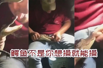 鳄鱼不是你想操想操就能操