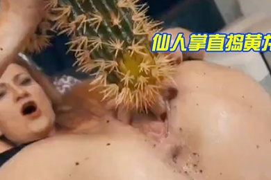 仙人掌直捣黄龙